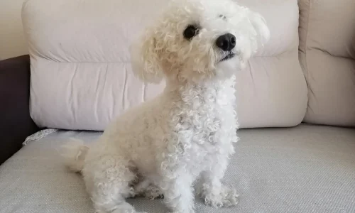 Steckbrief Malteser Kleiner Malteser Hund mit weißem, lockigem Fell sitzt auf dem Sofa