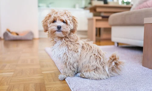 Steckbrief Maltipoo Maltipoo sitzt im Wohnzimmer auf einem Teppich