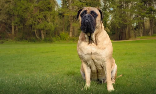 Steckbrief Mastiff Englischer Mastiff sitzt auf einer Wiese im Park