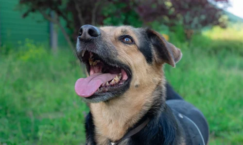 Steckbrief Mischlingshund Fröhlicher Mischlingshund mit geöffnetem Maul im Grünen