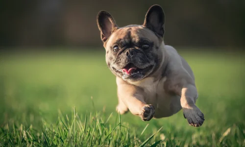 Steckbrief Mops Mops rennt über eine Wiese