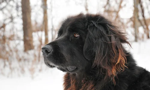 Steckbrief Neufundländer Neufundländer im Schnee – sanftmütiger und kräftiger Hund