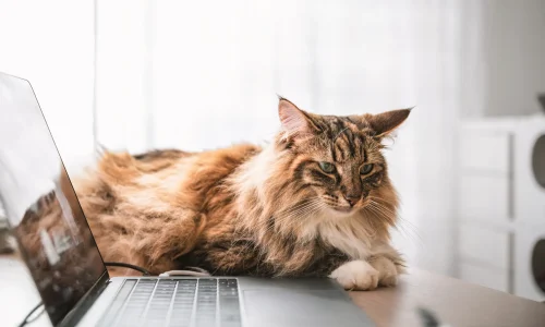 Steckbrief-Norwegische-Waldkatze Norwegische Waldkatze liegt entspannt neben einem aufgeklappten Laptop auf einem Tisch und blickt aufmerksam nach vorne.