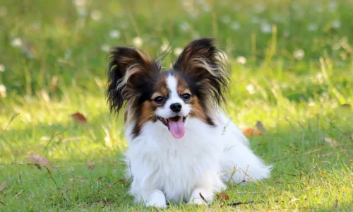 Steckbrief Papillon Papillon mit langen, stehenden Ohren und weiß-braunem Fell sitzt auf einer Wiese