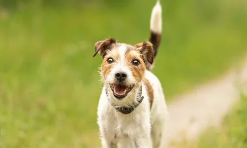 Steckbrief Parson Russell Terrier Fröhlicher Parson Russell Terrier mit weiß-braunem Fell läuft auf einem Waldweg