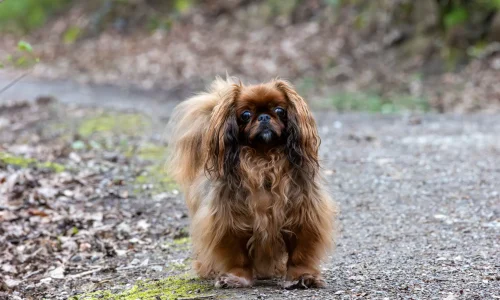 Steckbrief Pekinese Pekinese mit langem, braunem Fell sitzt auf einem Waldweg