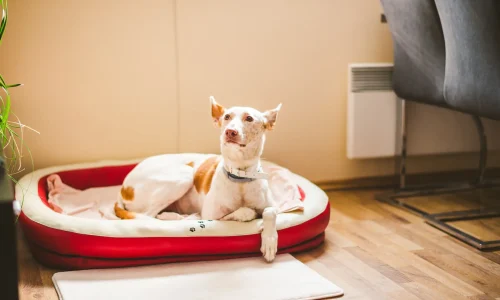 Steckbrief Podenco Podenco mit weiß-braunem Fell liegt aufmerksam in einem roten Hundebett im Wohnzimmer