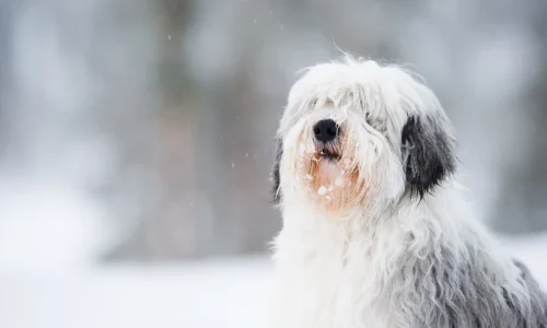 Steckbrief Polski Owczarek Nizinny Polski Owczarek Nizinny mit langem, zotteligem Fell sitzt im Schnee und hat Schneeflocken im Gesicht