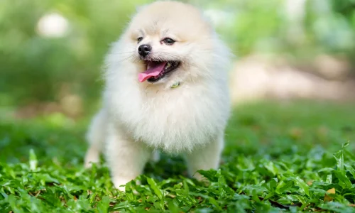 Steckbrief Pomeranian Pomeranian Hund mit hellem, flauschigem Fell sitzt im Grünen und hechelt fröhlich mit herausgestreckter Zunge