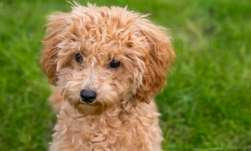 Steckbrief Pudel Junger Pudel mit lockigem, apricotfarbenem Fell sitzt auf einer Wiese