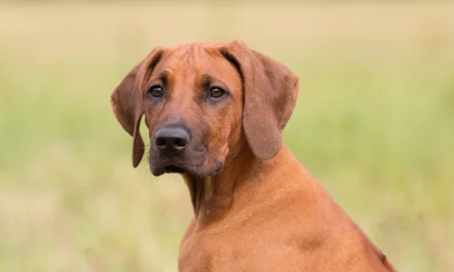 Steckbrief Rhodesian Ridgeback Portrait eines Rhodesian Ridgeback mit braunem Fell und aufmerksamem Blick vor unscharfem Hintergrund