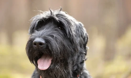 Steckbrief Riesenschnauzer Riesenschnauzer mit schwarzem Fell schaut aufmerksam in die Ferne, Nahaufnahme im Freien