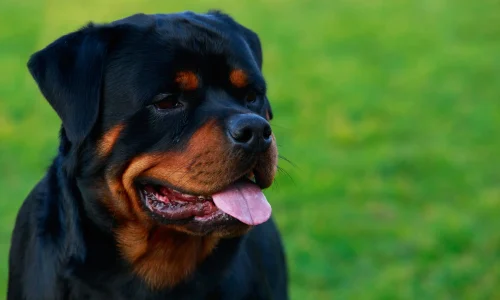 Steckbrief Rottweiler Rottweiler mit schwarzem Fell und braunen Abzeichen schaut aufmerksam, Nahaufnahme mit grünen Hintergrund