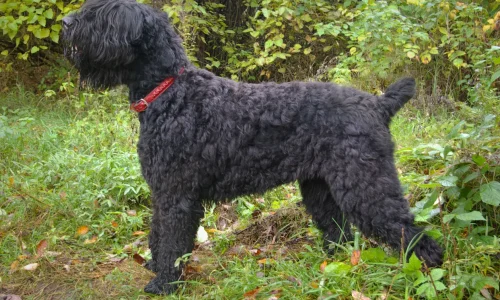 Steckbrief Russischer Schwarzer Terrier Russischer schwarzer Terrier mit lockigem Fell und rotem Halsband steht aufmerksam im Wald