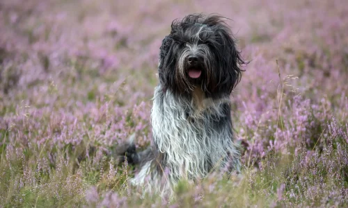 Steckbrief Schapendoes Schapendoes mit langem, zotteligem Fell sitzt in blühender Heide