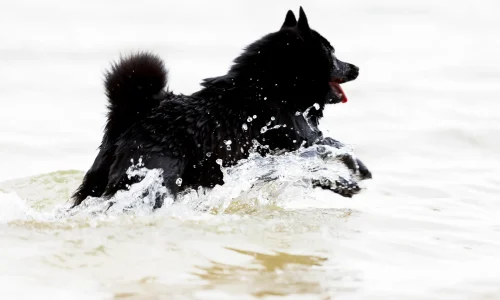 Steckbrief Schipperke Schipperke mit schwarzem Fell läuft durch Wasser und spritzt beim Spielen