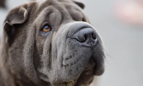 Steckbrief Shar Pei Nahaufnahme eines Shar-Pei mit grauem Fell und typischen Gesichtsfalten