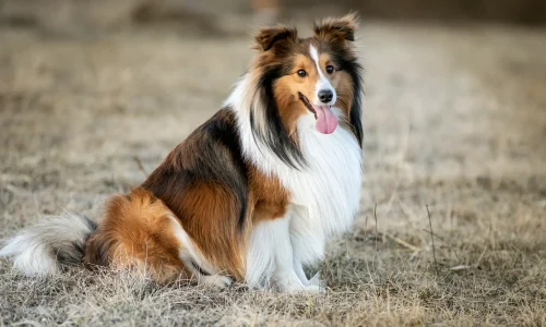 Steckbrief Shetland Sheepdog Shetland Sheepdog mit langem braun-weiß-schwarzem Fell sitzt auf trockenem Gras und schaut nach vorn
