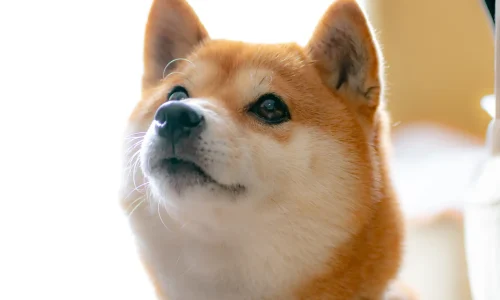 Steckbrief Shiba Inu Shiba Inu mit rot-weißem Fell im Portrait, aufmerksam nach oben blickend
