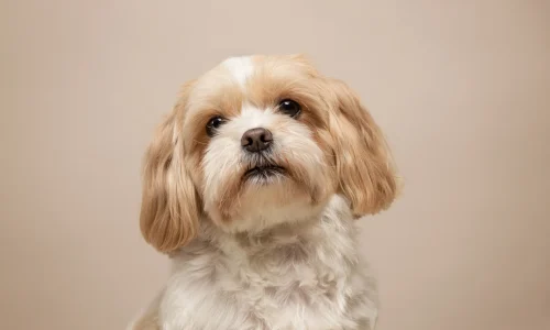 Steckbrief Shih Tzu Shih Tzu mit beigem und weißem Fell sitzt vor hellem Hintergrund