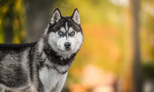 Steckbrief Siberian Husky Siberian Husky mit blauen Augen und schwarz-weißem Fell steht vor herbstlich buntem Hintergrund im Freien