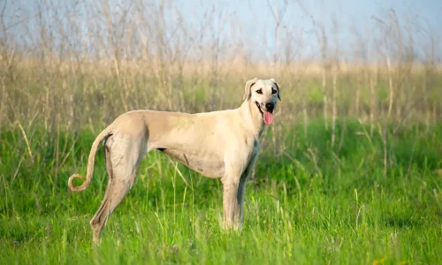 Steckbrief Sloughi Sloughi Windhund mit hellem kurzem Fell steht auf einer grünen Wiese und blickt zur Seite