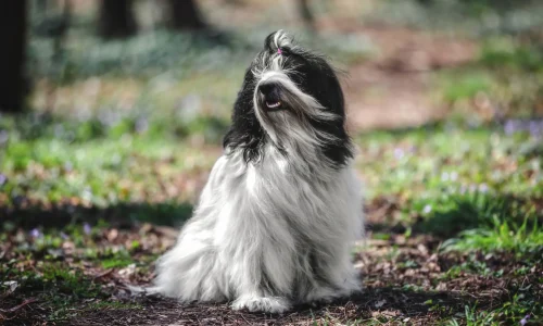 Steckbrief Tibet Terrier Tibet Terrier mit langem schwarz-weißem Fell sitzt im Wald auf dem Waldboden und blickt nach vorn