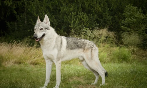 Steckbrief Tschechoslowakischer Wolfhund Tschechoslowakischer Wolfhund mit hellem Fell steht aufmerksam auf einer Wiese vor Waldrand