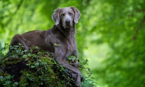 Steckbrief Weimaraner Weimaraner mit grauem Fell liegt aufmerksam auf einem bemoosten Baumstamm im Wald