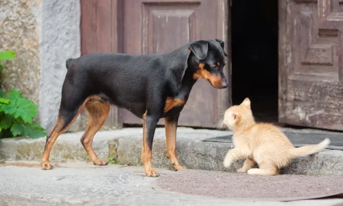 Steckbrief Zwergpinscher Zwergpinscher mit schwarzem Fell begegnet neugierig einem kleinen roten Kätzchen vor einer alten Holztür