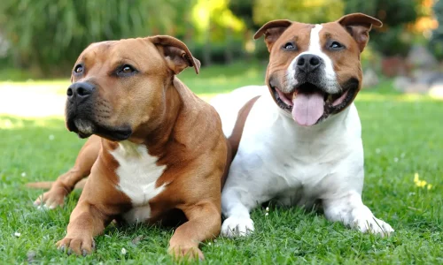 Steckbrief-american-staffordshire-terrier Zwei American Staffordshire Terrier liegen nebeneinander im Gras – einer aufmerksam, der andere mit offenem Maul und heraushängender Zunge.