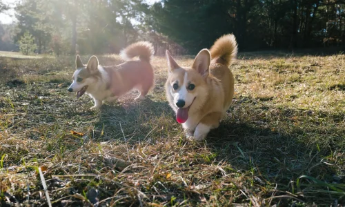 Steckbrief Welsh Corgi Zwei Welsh Corgis mit braun-weißem Fell rennen fröhlich nebeneinander über eine sonnige Wiese