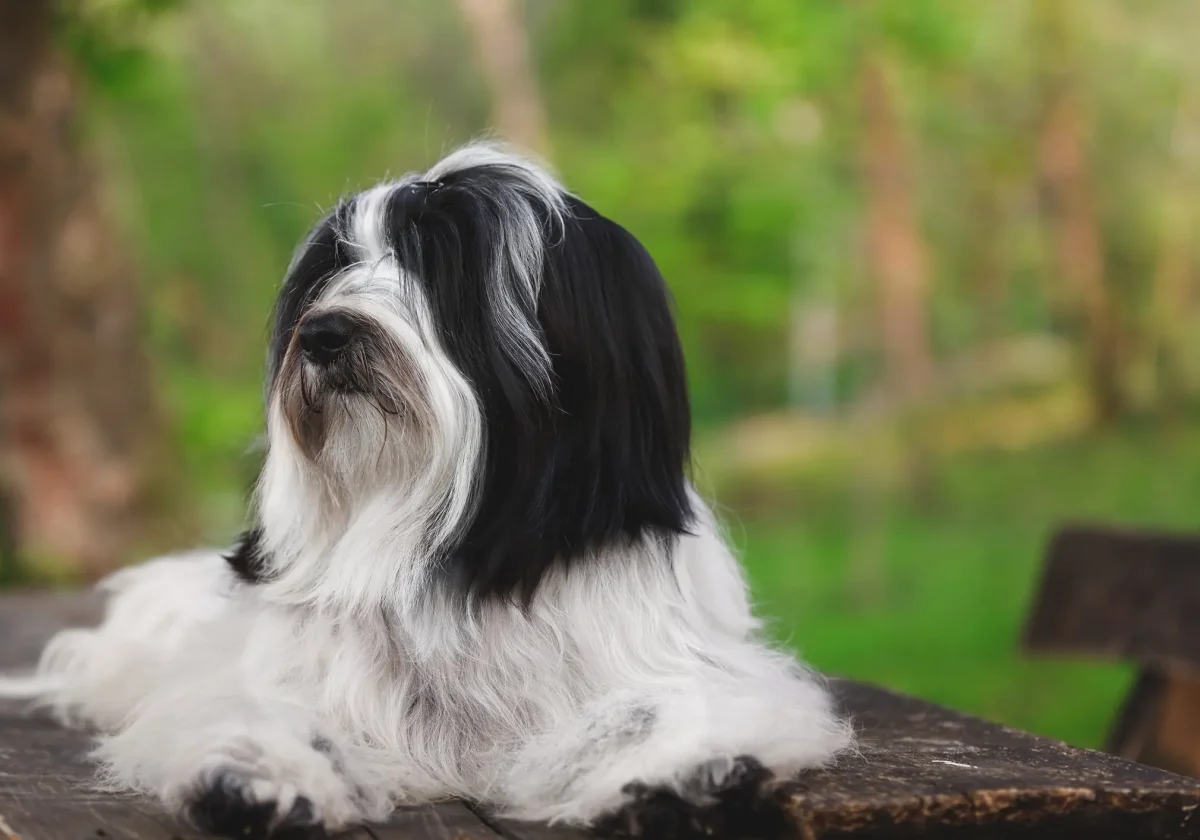 Tibet Terrier mit langem schwarz-weißem Fell liegt entspannt auf einer Holzbank im Grünen