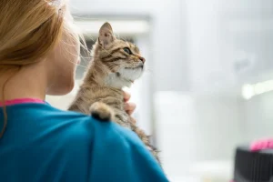 Tierärztin hält eine Katze im Arm – Symbolbild für tiermedizinische Versorgung mit Tier-OP-Versicherung