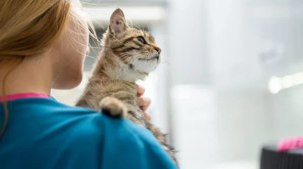 Tierärztin hält eine Katze im Arm – Symbolbild für tiermedizinische Versorgung mit Tier-OP-Versicherung