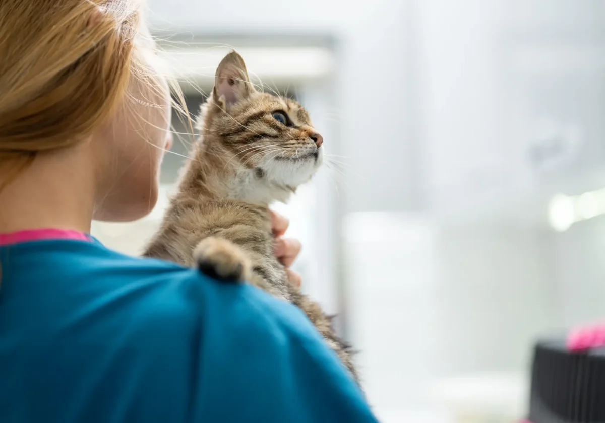 Tierärztin hält eine Katze im Arm – Symbolbild für tiermedizinische Versorgung mit Tier-OP-Versicherung