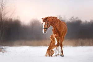 Hund stellt sich auf die Hinterbeine und begrüßt ein Pferd im verschneiten Winterfeld vor bewaldetem Hintergrund