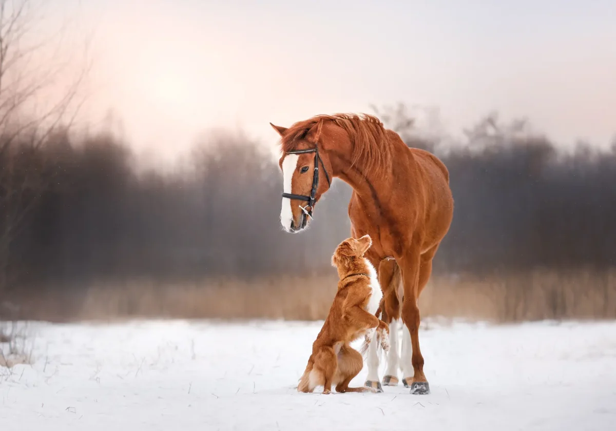 Hund stellt sich auf die Hinterbeine und begrüßt ein Pferd im verschneiten Winterfeld vor bewaldetem Hintergrund