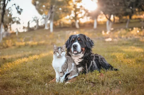 Hund und Katze sitzen friedlich nebeneinander auf einer Wiese im Sonnenlicht – Symbol für Tiergesundheit und Schutz