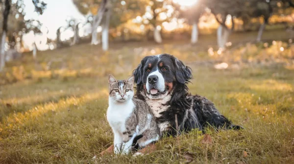 Hund und Katze sitzen friedlich nebeneinander auf einer Wiese im Sonnenlicht – Symbol für Tiergesundheit und Schutz