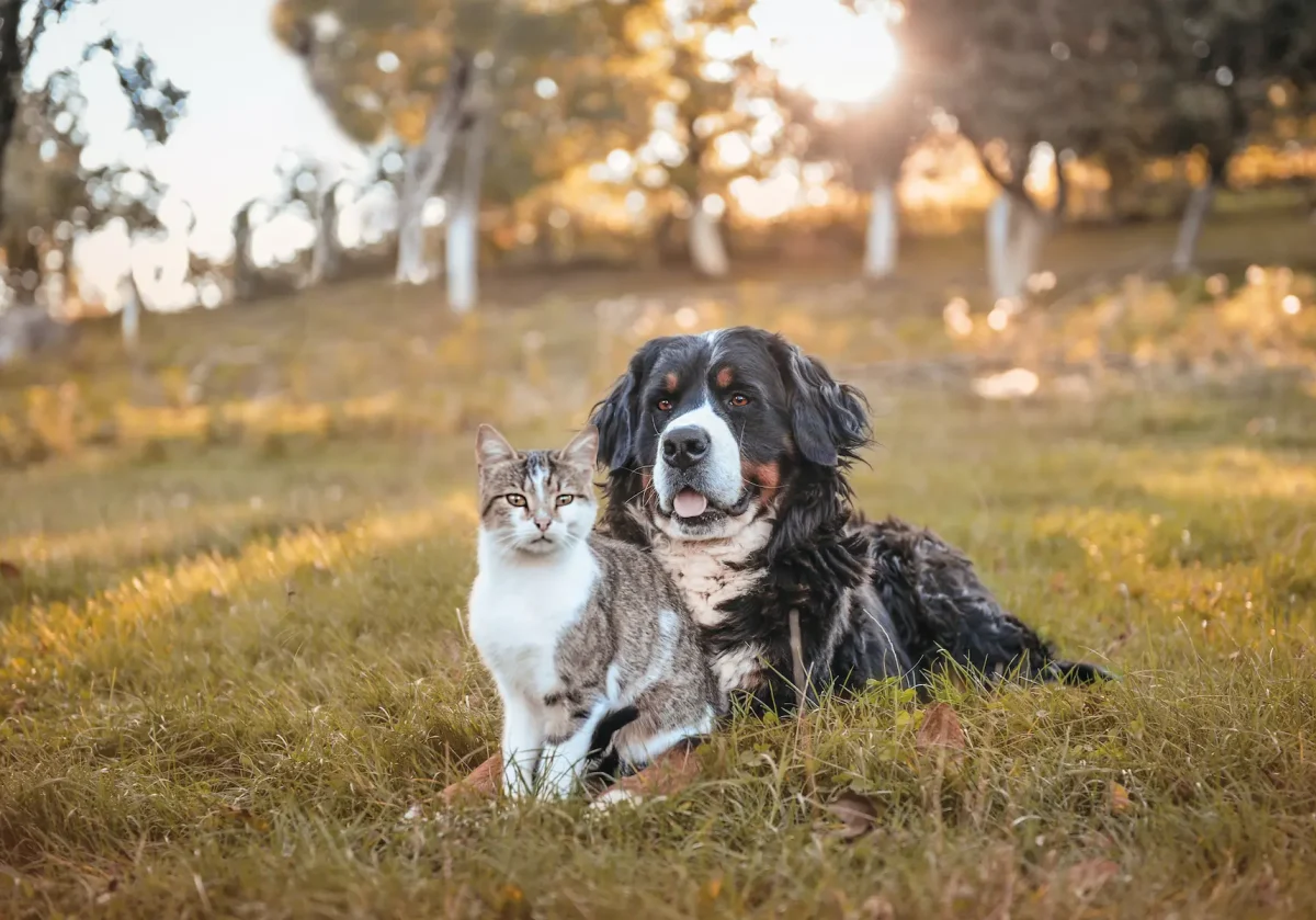 Hund und Katze sitzen friedlich nebeneinander auf einer Wiese im Sonnenlicht – Symbol für Tiergesundheit und Schutz
