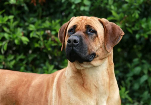 Ein Tosa Inu mit kurzhaarigem, rehbraunem Fell steht vor einer grünen Hecke und blickt aufmerksam in die Ferne.