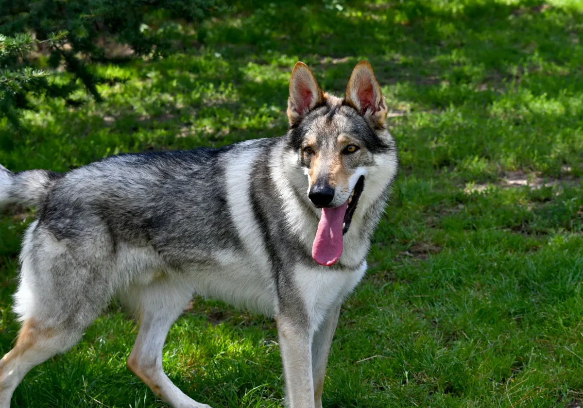 Tschechoslowakischer Wolfhund mit grauem Fell und aufrechter Haltung steht auf einer Wiese