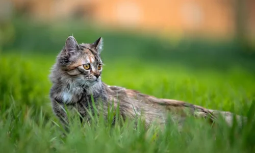 Tuerkisch-Angora-Rasseportrait Türkisch-Angora-Katze mit mehrfarbigem Fell liegt aufmerksam im Gras und blickt neugierig zur Seite in eine grüne Sommerlandschaft.
