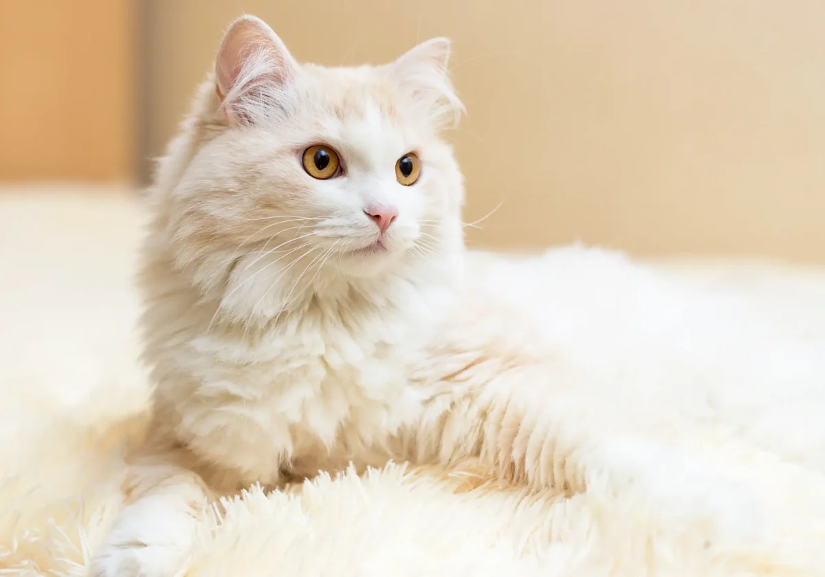 Langhaarige Türkisch-Angora-Katze mit cremefarbenem Fell liegt aufmerksam auf einem weichen Teppich und blickt interessiert zur Seite.