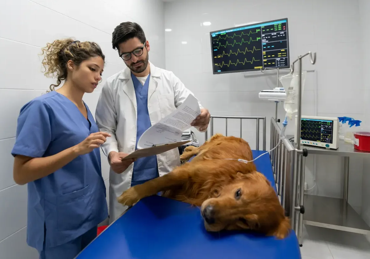 Tierärzte analysieren Unterlagen, während ein Golden Retriever mit Infusion auf einem OP-Tisch in der Klinik liegt