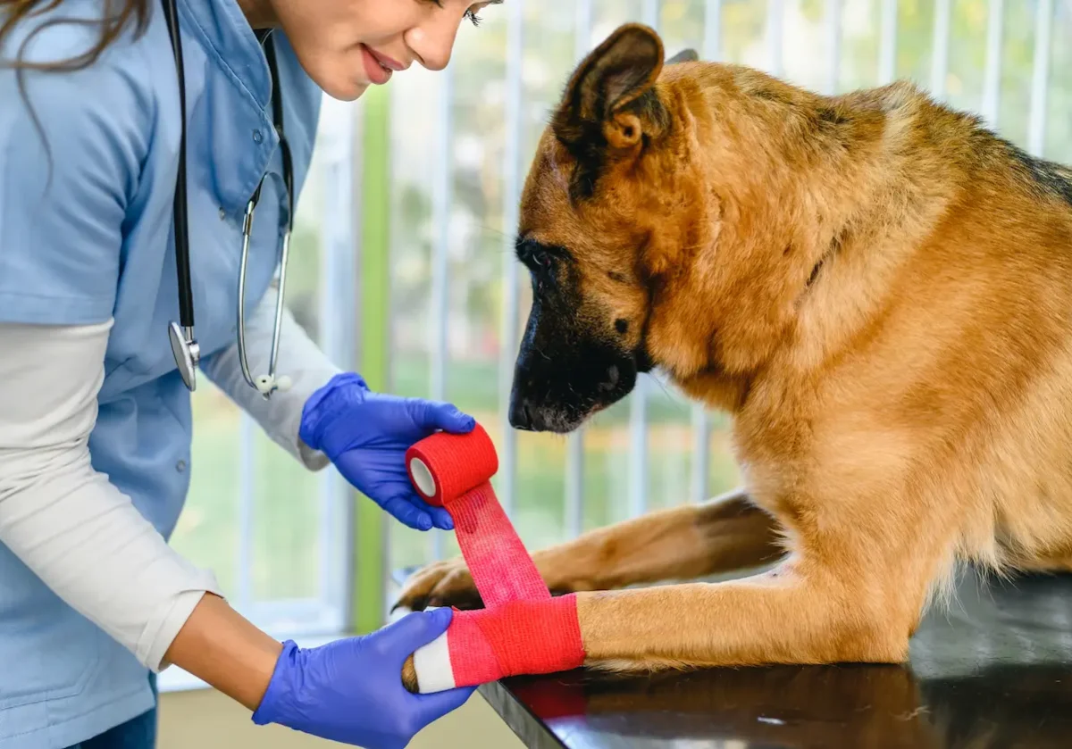 Tierärztin legt einem Schäferhund in der Praxis einen roten Verband um das verletzte Vorderbein