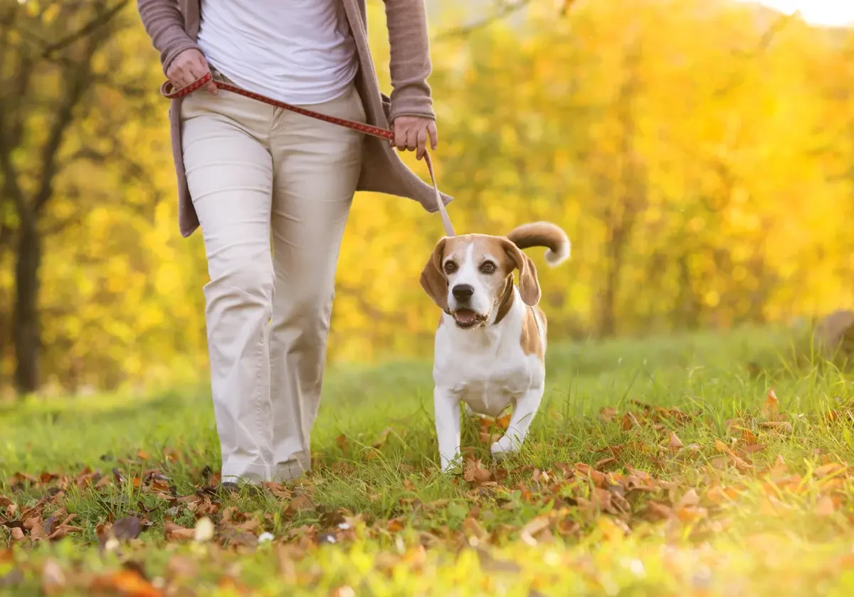 Uelzener-Hundeversicherung Ein Beagle an der Leine läuft mit einer Person durch buntes Herbstlaub in einem sonnigen Wald