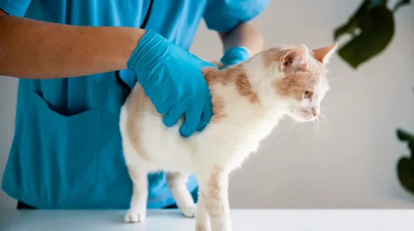 Tierärztin untersucht eine weiß-rote Katze mit blauen Handschuhen in der Praxis – Symbolbild für Uelzener Katzen-OP-Versicherung