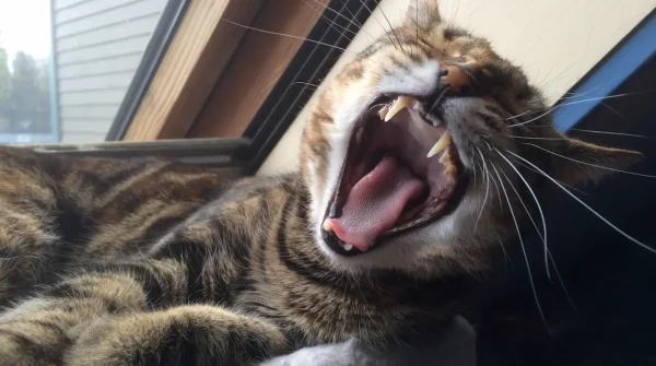 Getigerte Katze liegt auf der Fensterbank und gähnt mit weit geöffnetem Maul – Symbolbild für Uelzener Katzen Zahnversicherung